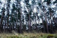 Deelerwoud, Veluwe Gelderland