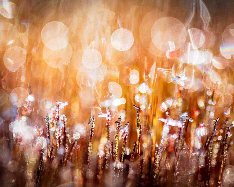 buntes abstraktes Moos von Jan Linskens