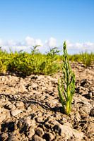 Glaswurz im Lehm auf einer Salzwiese in der Nähe des Wattenmeeres
