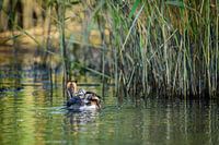 Taucher mit Jungtaucher