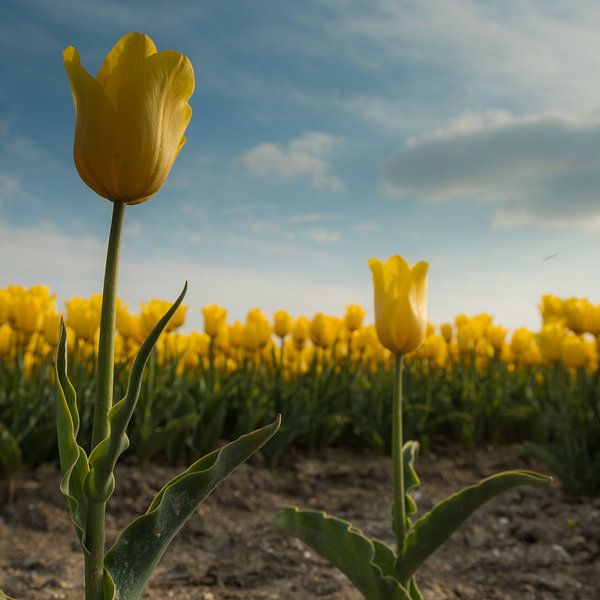 Yellow Tulips 1 par Arjan Benders