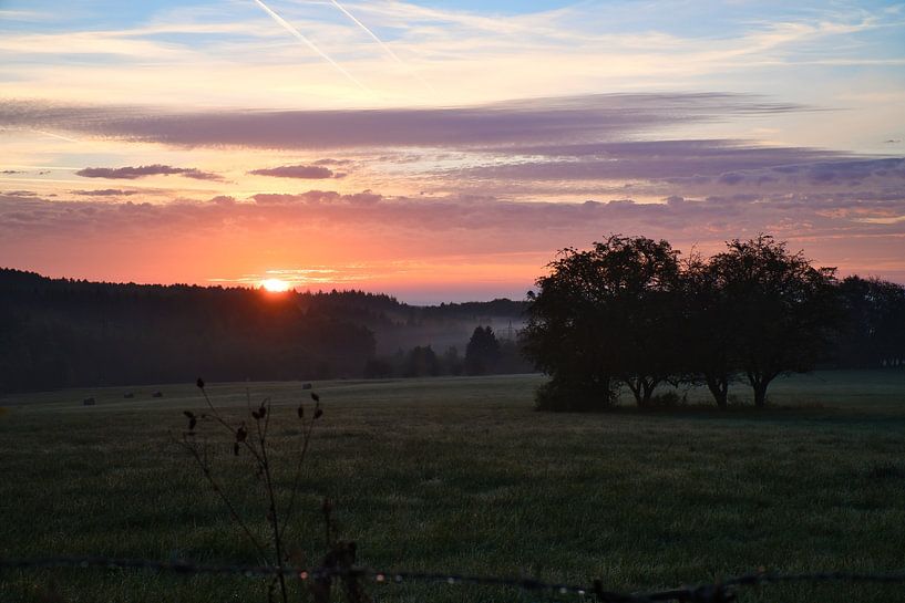 Tree in a meadow in the fog at sunrise by Martin Köbsch