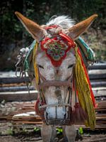 Portrait of a donkey