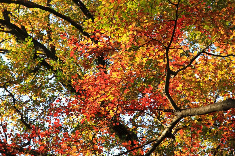 Prächtige Buche von Thomas Jäger