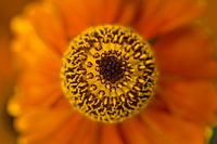 Sonnenblume (Helenium)