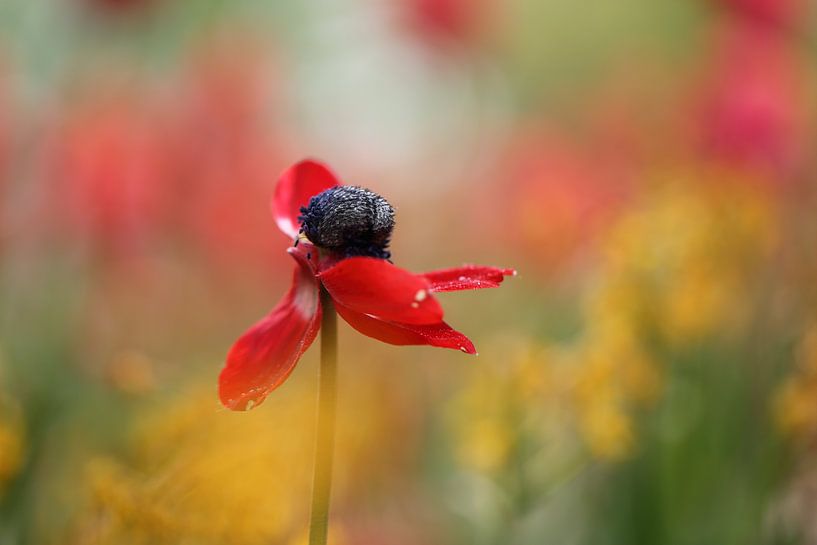 Verlorene Schönheit... von LHJB Photography