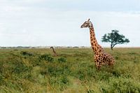 Zwei Massai-Giraffen im hohen Gras – Serengeti, Tansania