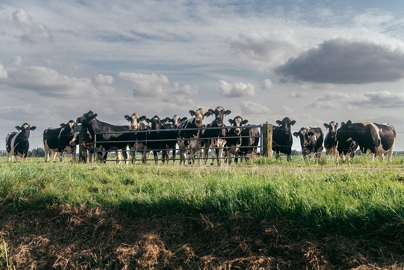 Die Zuschauer von Raaf