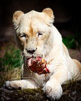 Lioness with prey