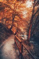 Kirnitzsch valley between rocks and sandstones
