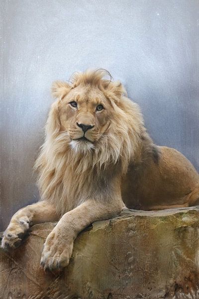 Löwenporträt von Heike Hultsch