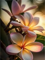 Frangipani
