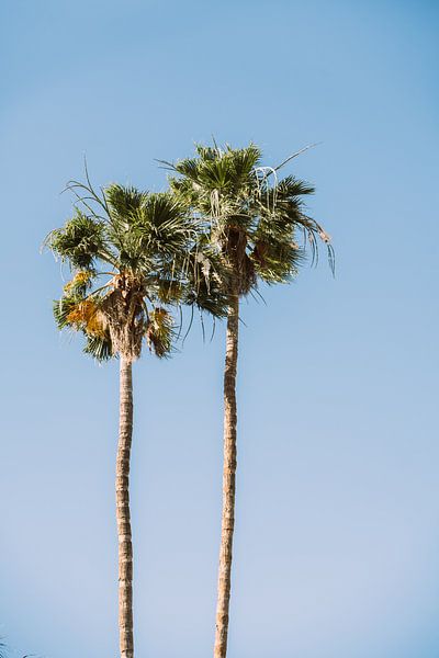 Palm trees to Blue Sky by Patrycja Polechonska
