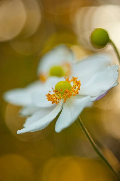 Annemone dancing in light II by Andrea Gulickx