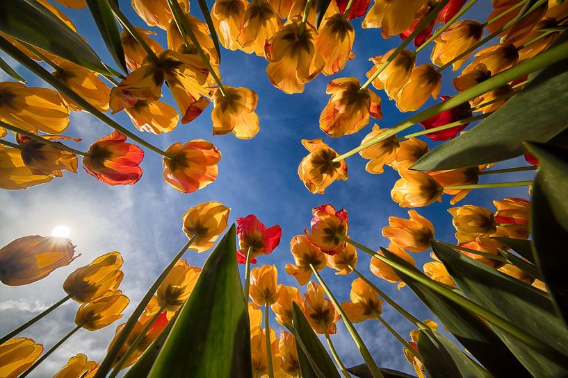 Tulpen von unten (horizontal) von Marjolijn van den Berg