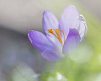 Krokus in den Niederlanden