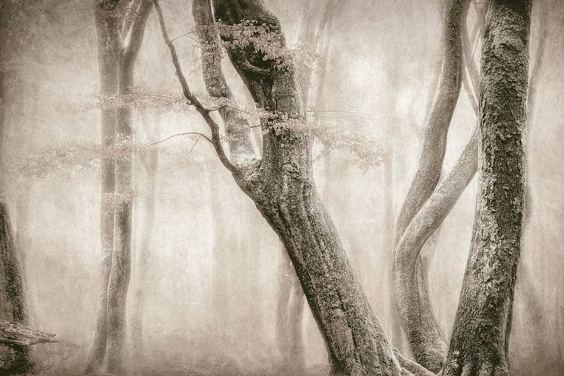 Les arbres dansants par Lars van de Goor