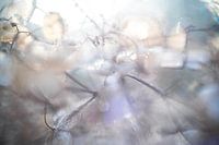 Hydrangea Petals with Ripe in the Morning