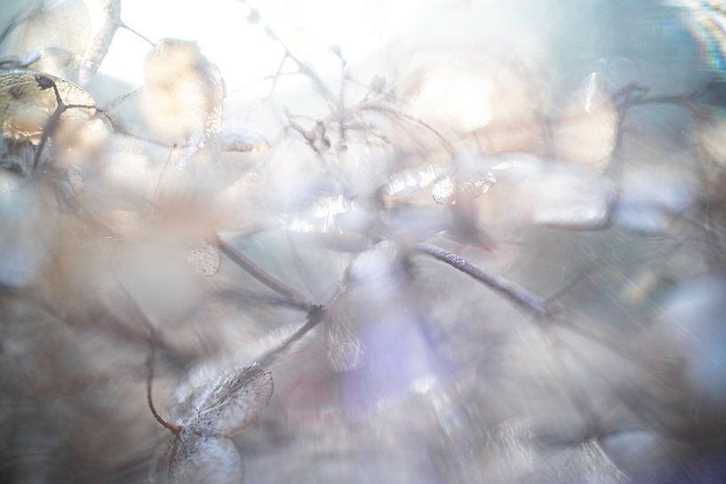 Pétales d'hortensia mûrs le matin par Nanda Bussers