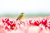 Yellow wagtail