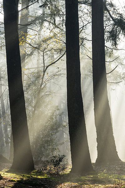 Sun beams the Zeister woods! by Peter Haastrecht, van