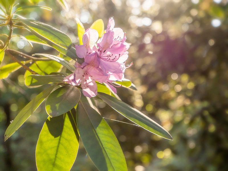 Pfaffenstein, Sächsische Schweiz - Rhododendronblüte im Sonnenlicht von Pixelwerk