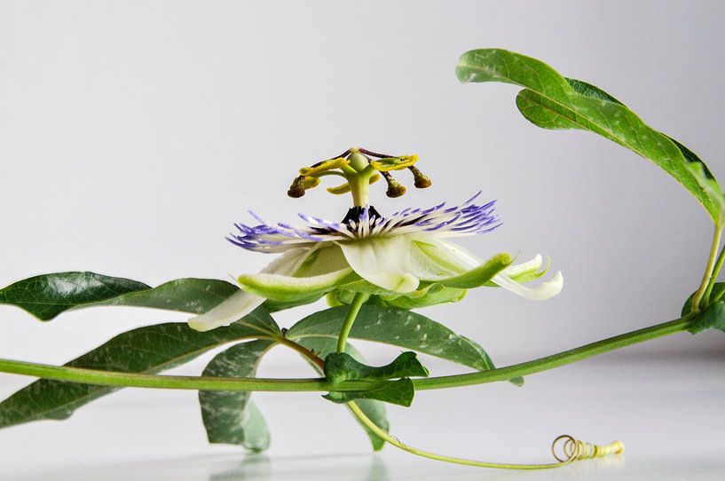 Passion flower 4 by Lars-Olof Nilsson