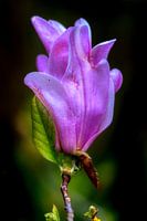 Rosa Magnolienblüte