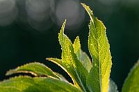 Sonnenlicht Details in Blättern