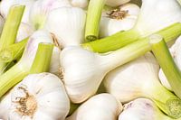 Knollen van knoflook