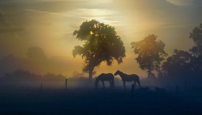 Les chevaux dans le paysage de Twente. par Ron Poot
