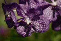 Purple orchid