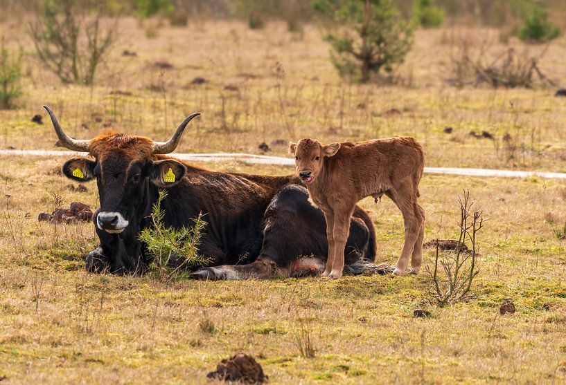 Tauros dans le Maashorst par Merijn Loch