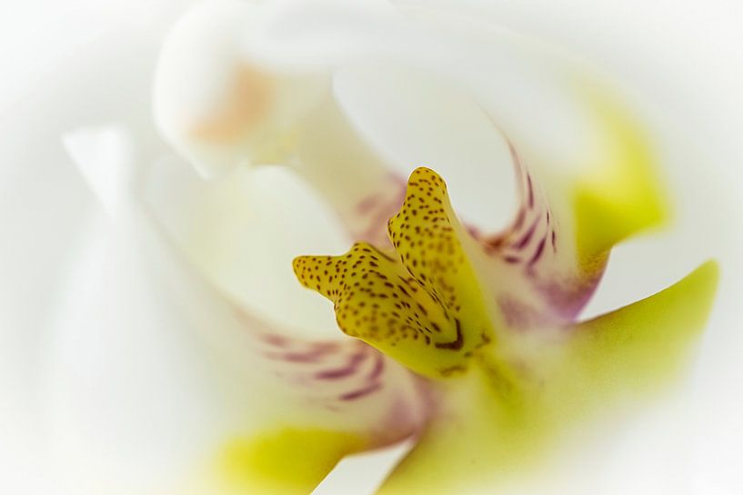 Heart of a white orchid by Rietje Bulthuis