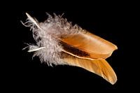 Les plumes apparaissent quand les anges sont proches.