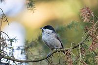 Oiseau à tête brillante entre les branches de pin