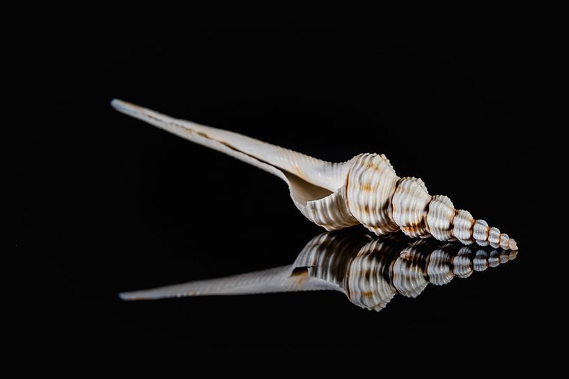 Shell von Paquita Six