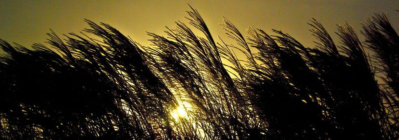 Roseau (photo murale large) par Norbert Sülzner