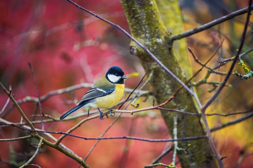 Kohlmeise sitz auf einem Baum im Garten von ManfredFotos