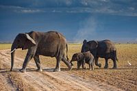 éléphants en marche