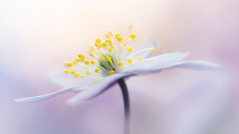 Innocence par Bob Daalder