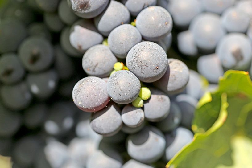 Gros plan sur des raisins bleus mûrs près de Meckenheim, dans le Palatinat. par Udo Herrmann