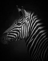 Das gestreifte Zebra