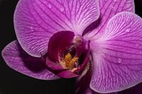 Fier und kraftvoll in Farbe und Aussehen!