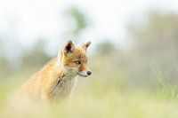 junger Fuchs im Gras