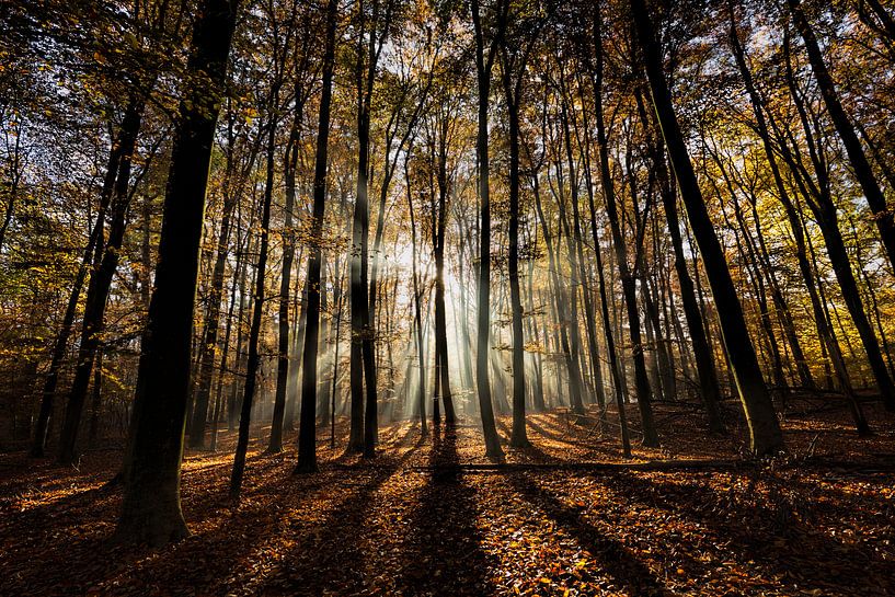 Herfstzon in het bos von Bart Verbrugge