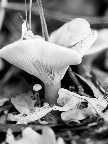 schwarzer und weißer Pilz im Wald Belgien von Delphine Kesteloot