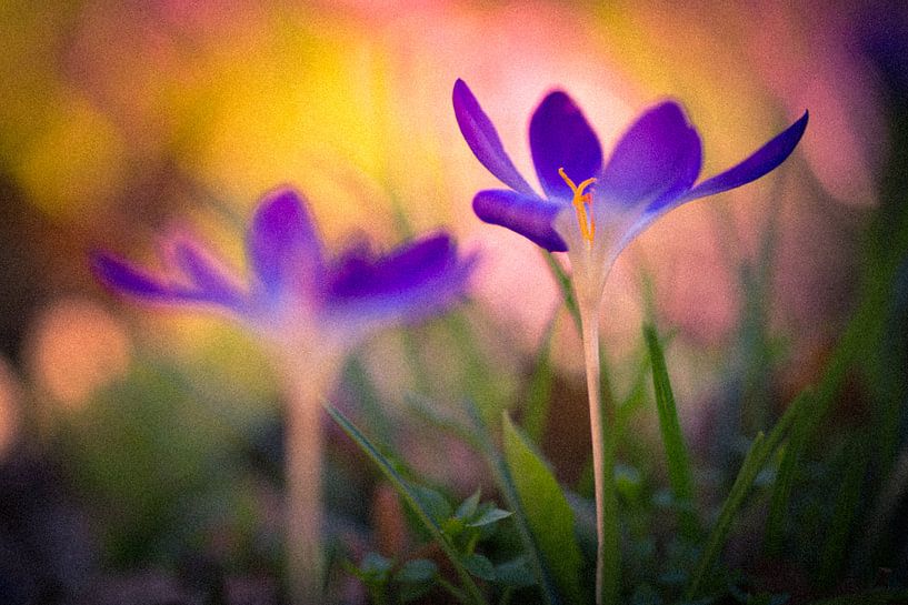 Krokus von Anneke Hooijer
