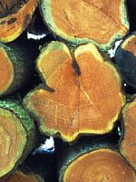 Stämme werden getrocknet