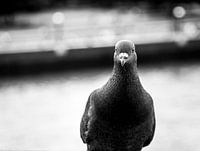 Pigeon
